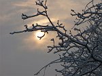 Immagini di Capodanno 2009 a Seriate e dintorni con freddo, nebbia e galaverna - FOTOGALLERY